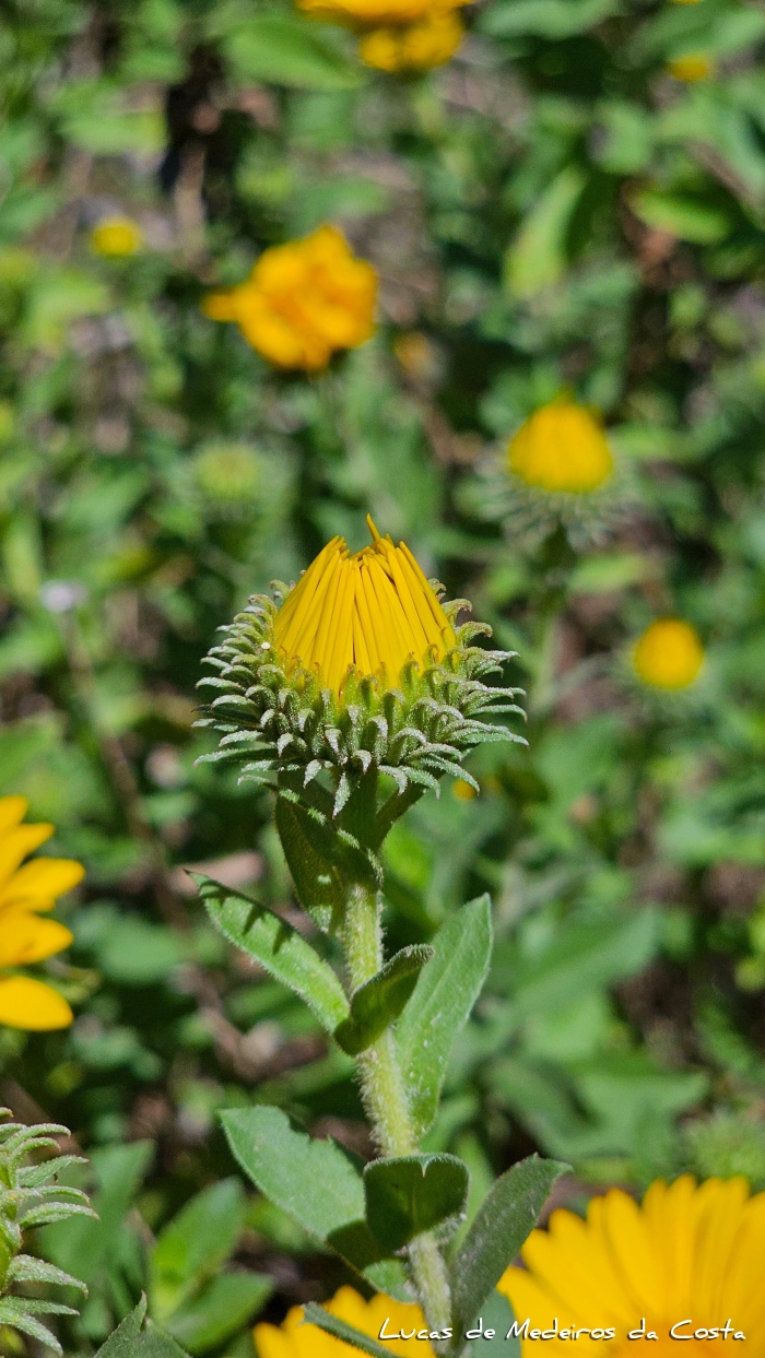 Grindelia puberula