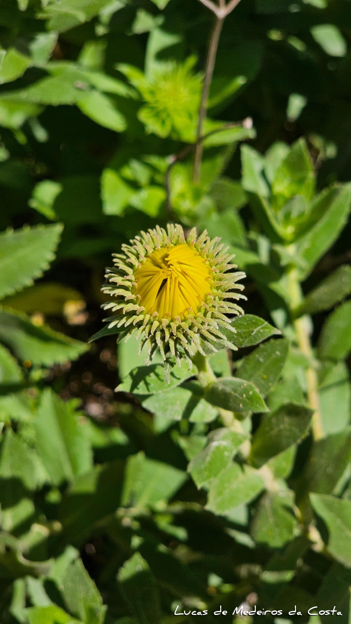 Grindelia puberula
