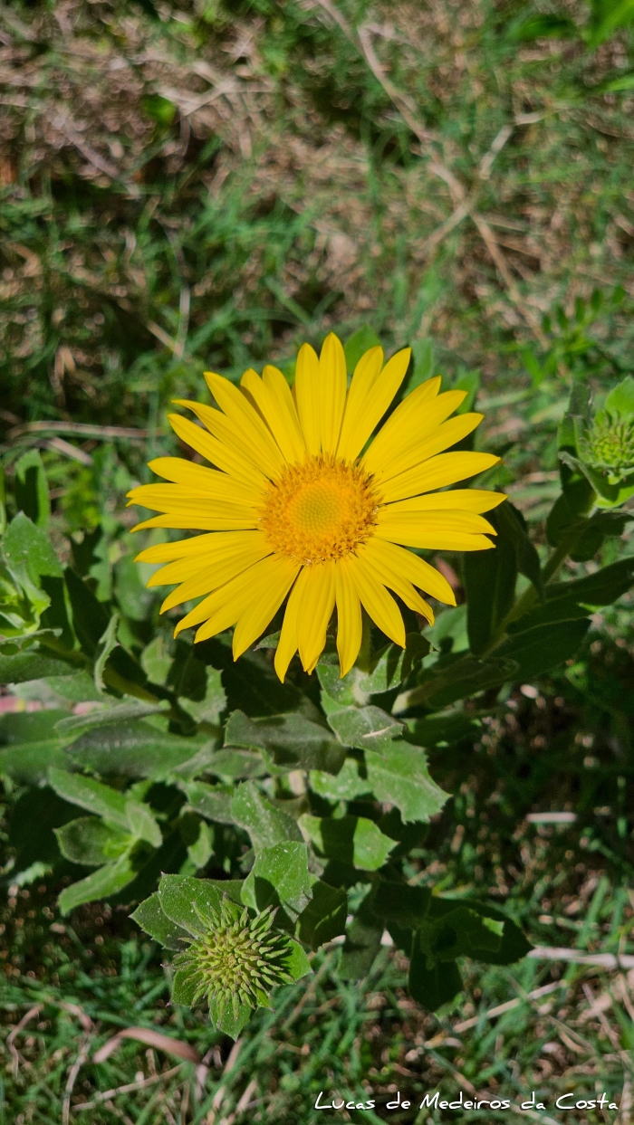 Grindelia puberula