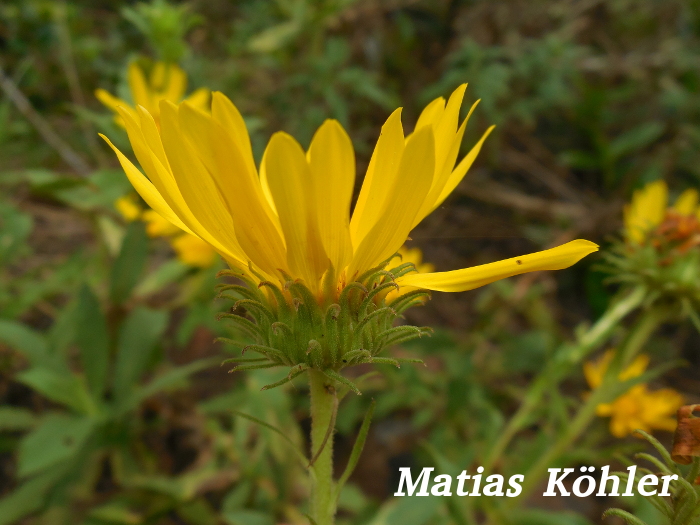 Grindelia puberula