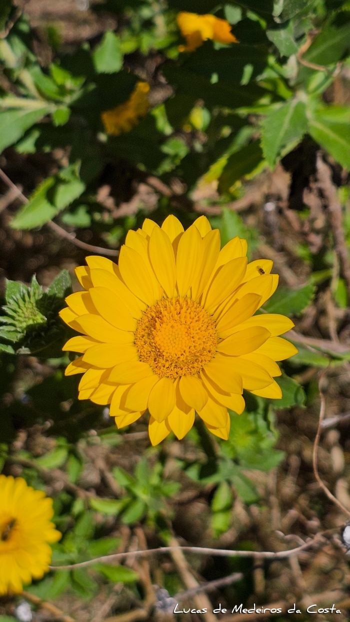 Grindelia puberula