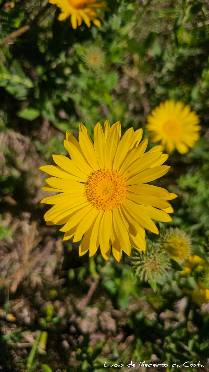Grindelia puberula