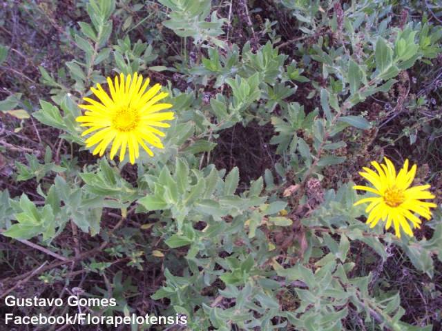 Grindelia puberula