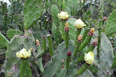 Opuntia monacantha