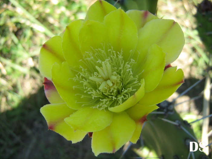 Opuntia monacantha