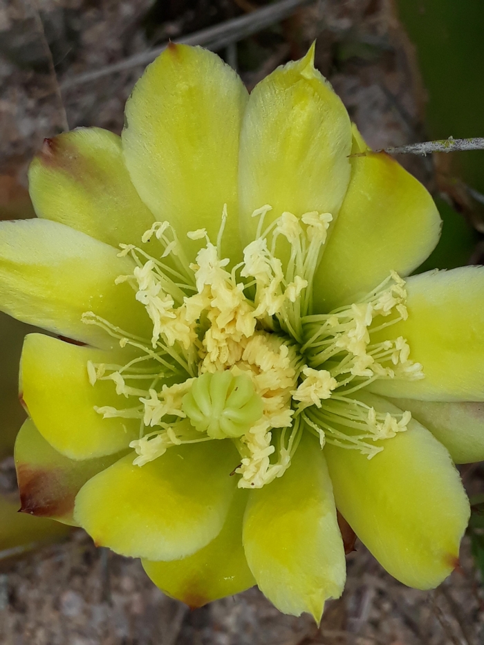 Opuntia monacantha