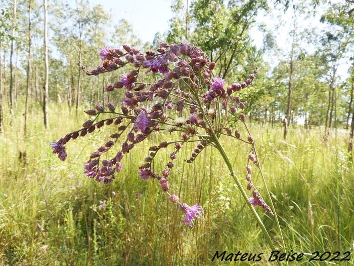 Vernonia echioides