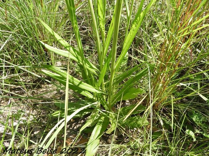 Vernonia echioides