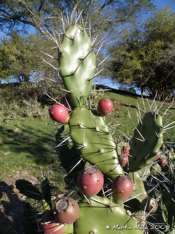 Opuntia monacantha