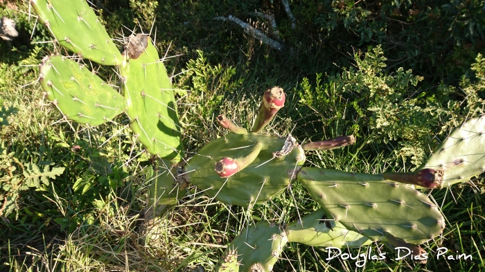 Opuntia monacantha