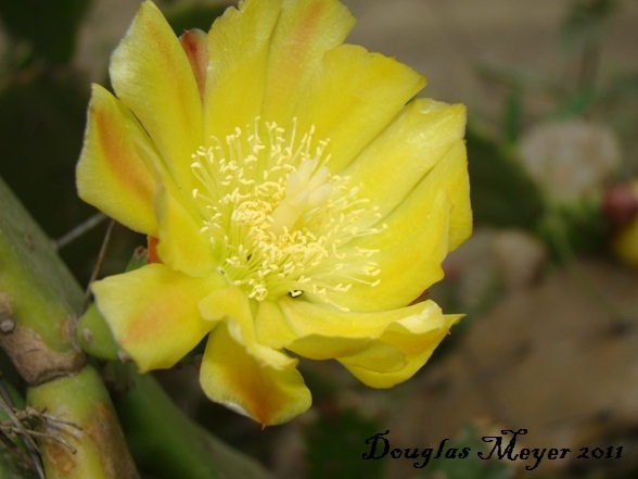 Opuntia monacantha