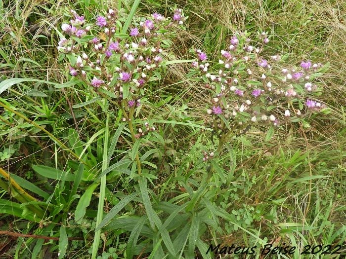 Vernonia platensis