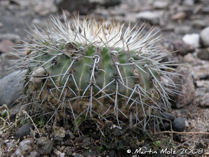 Parodia langsdorfii