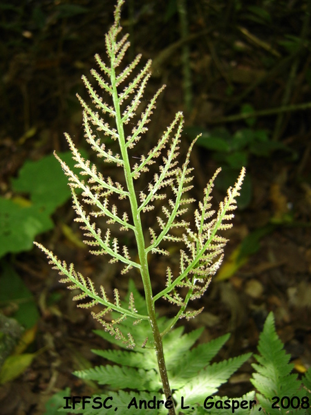 Botrychium virginianum