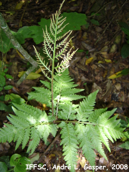 Botrychium virginianum