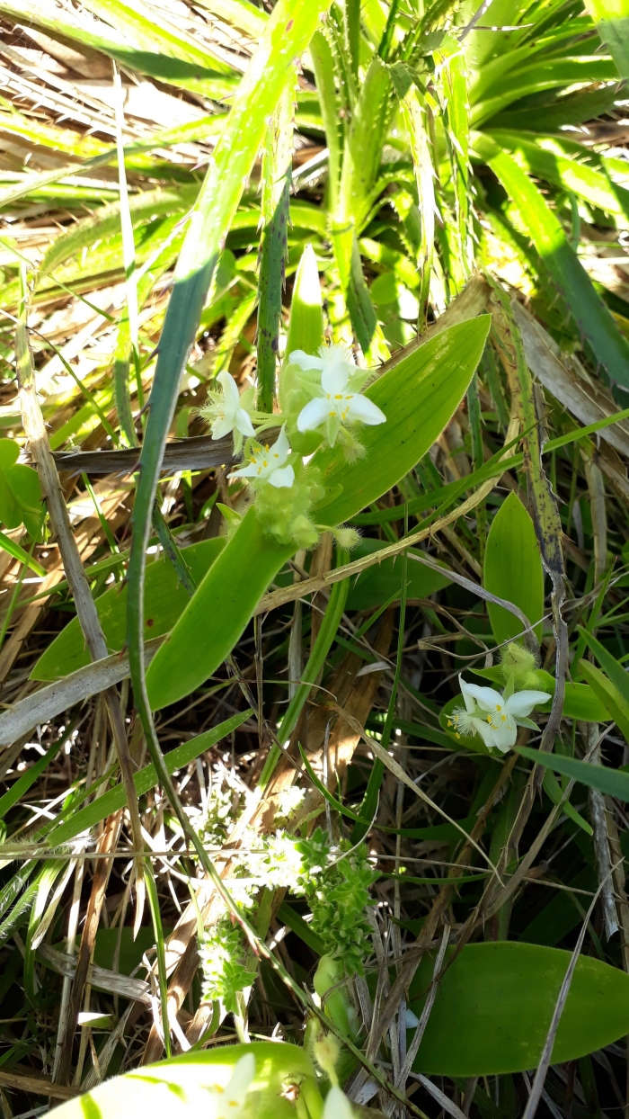 Tradescantia crassula