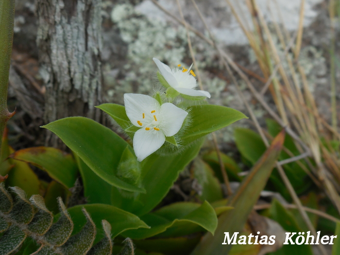 Tradescantia crassula