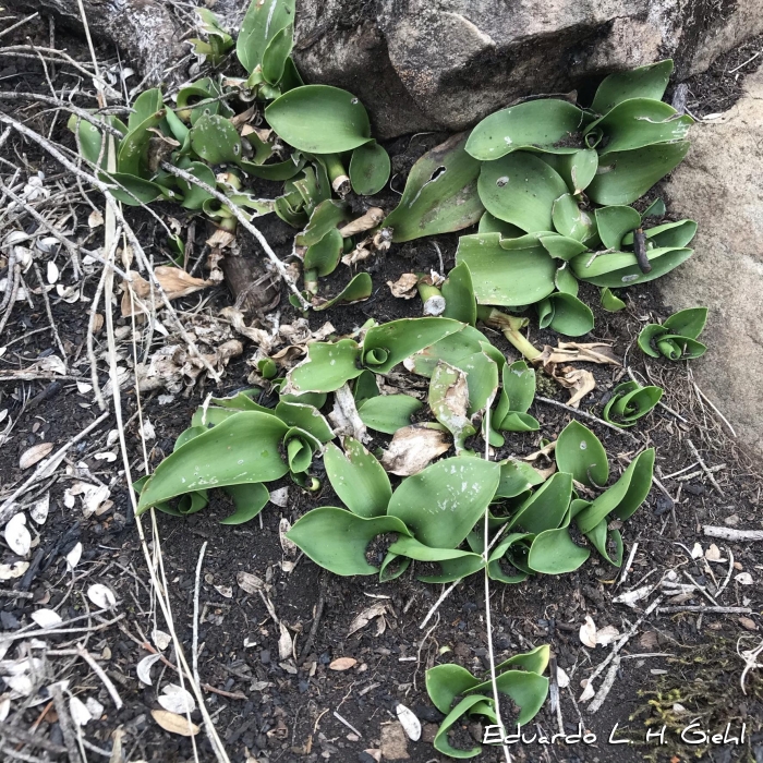 Tradescantia crassula