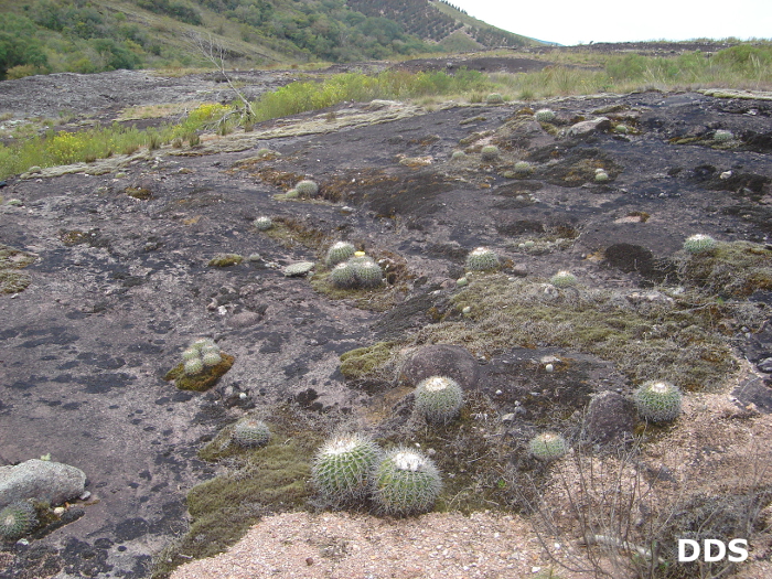 Parodia langsdorfii