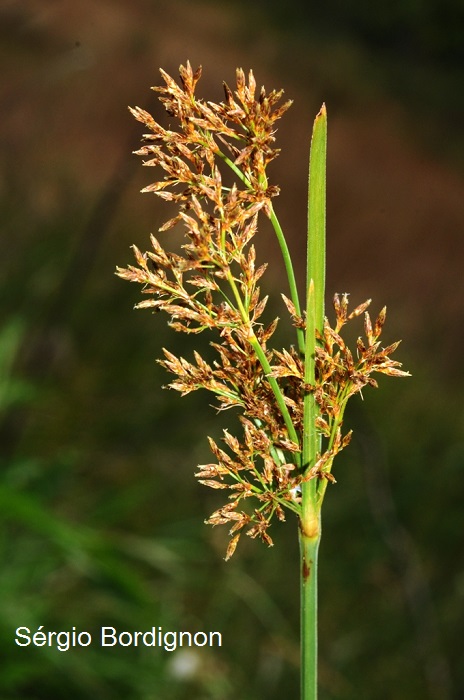 Fimbristylis complanata