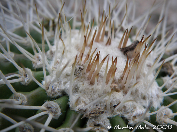 Parodia langsdorfii