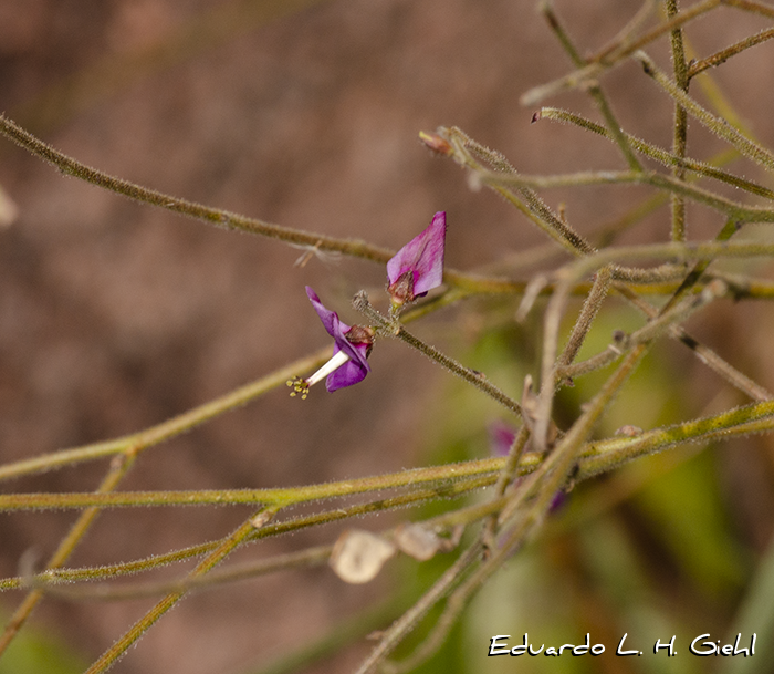 Desmodium arechavaletae