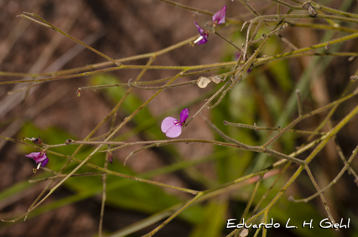 Desmodium arechavaletae