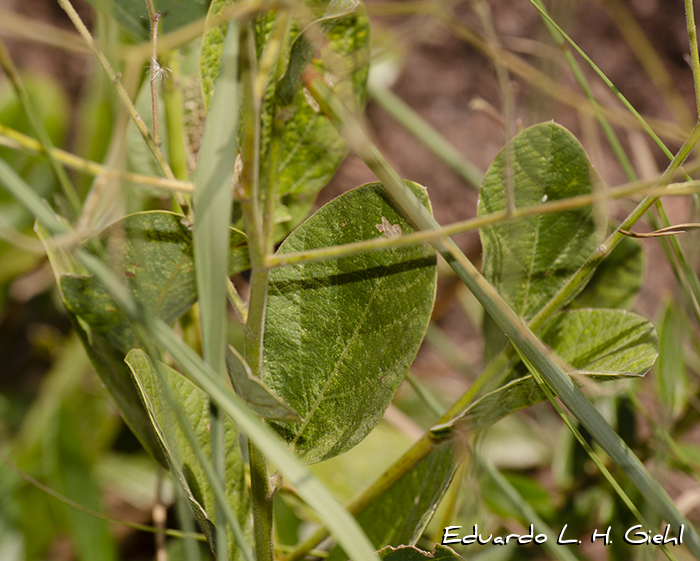 Desmodium arechavaletae