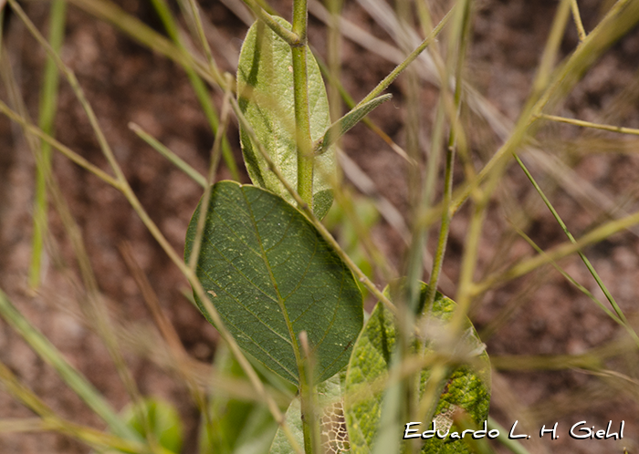 Desmodium arechavaletae