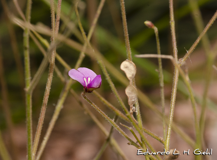 Desmodium arechavaletae