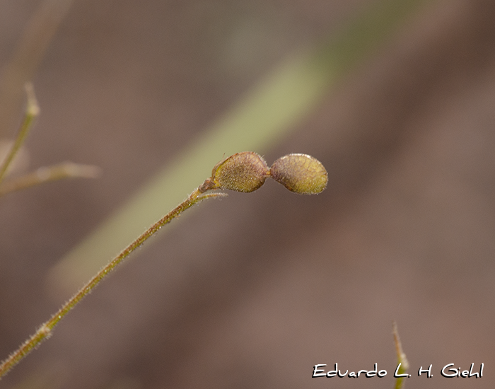 Desmodium arechavaletae