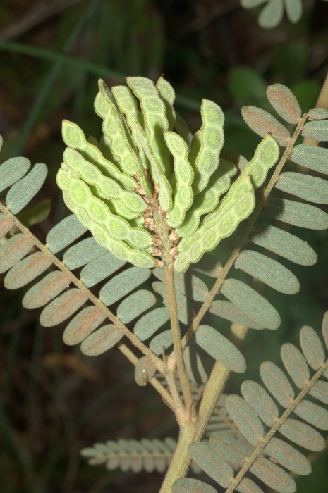 Mimosa daleoides