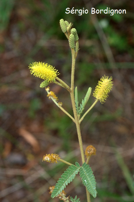 Mimosa daleoides