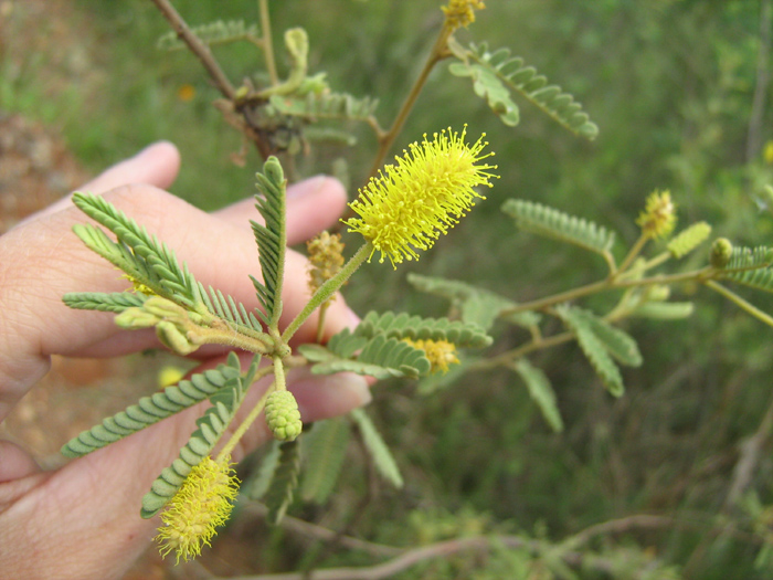 Mimosa daleoides