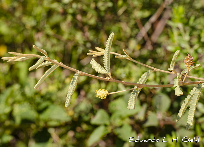 Mimosa daleoides
