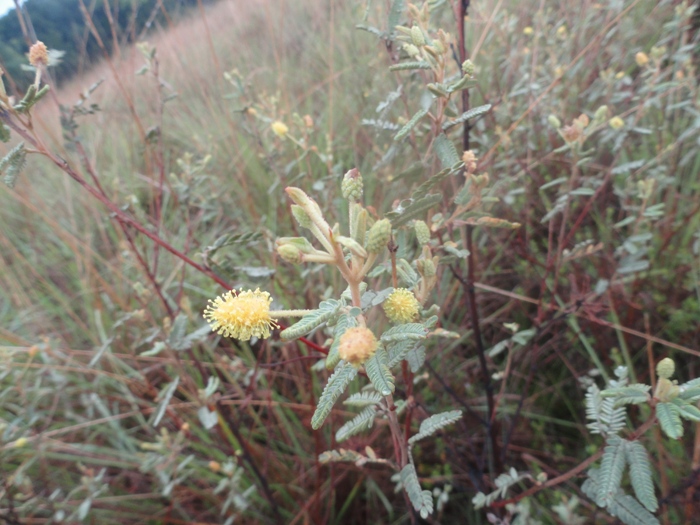 Mimosa daleoides