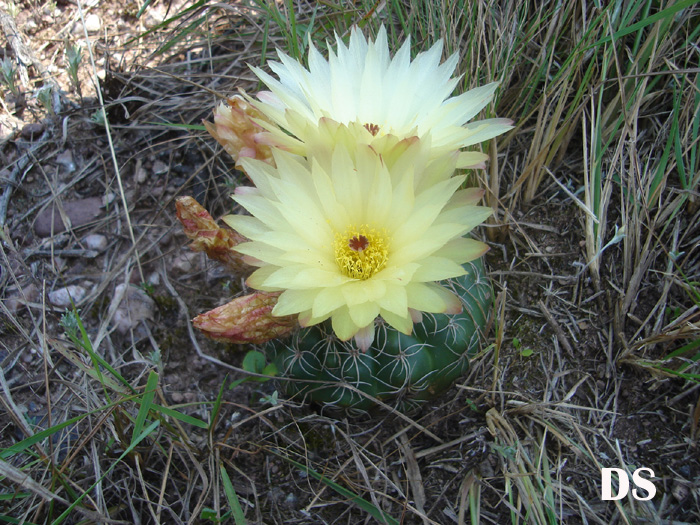 Parodia crassigibba