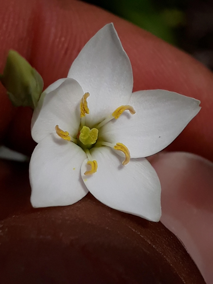 Zygostigma australe