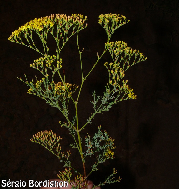 Hypericum myrianthum