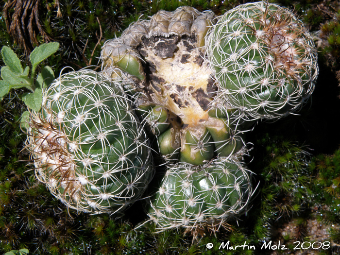 Parodia crassigibba