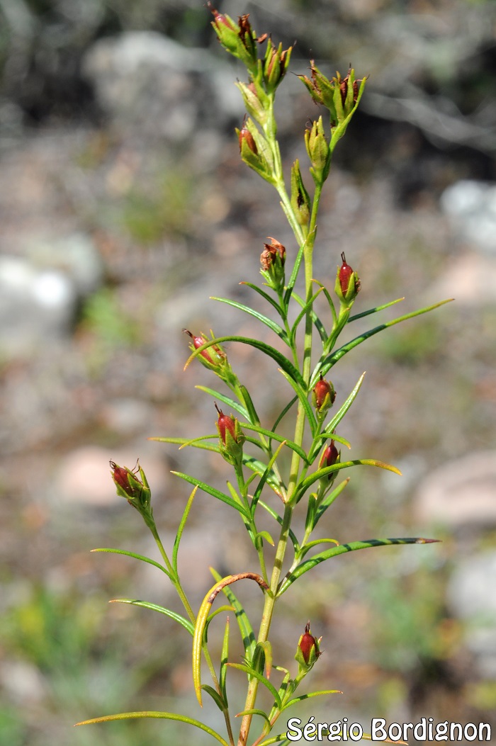 Hypericum piriai