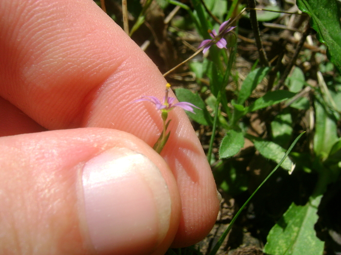 Sisyrinchium minutiflorum