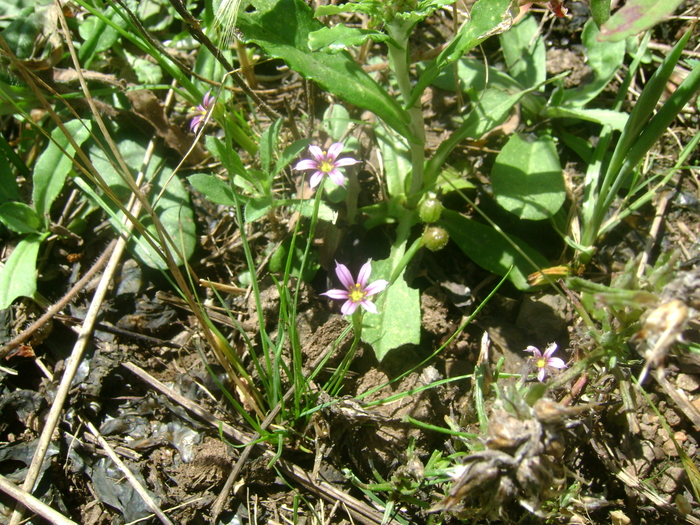 Sisyrinchium minutiflorum