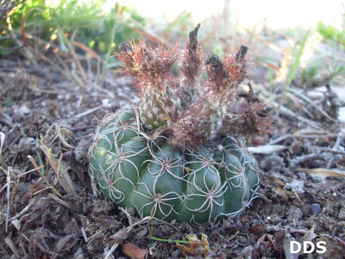 Parodia crassigibba