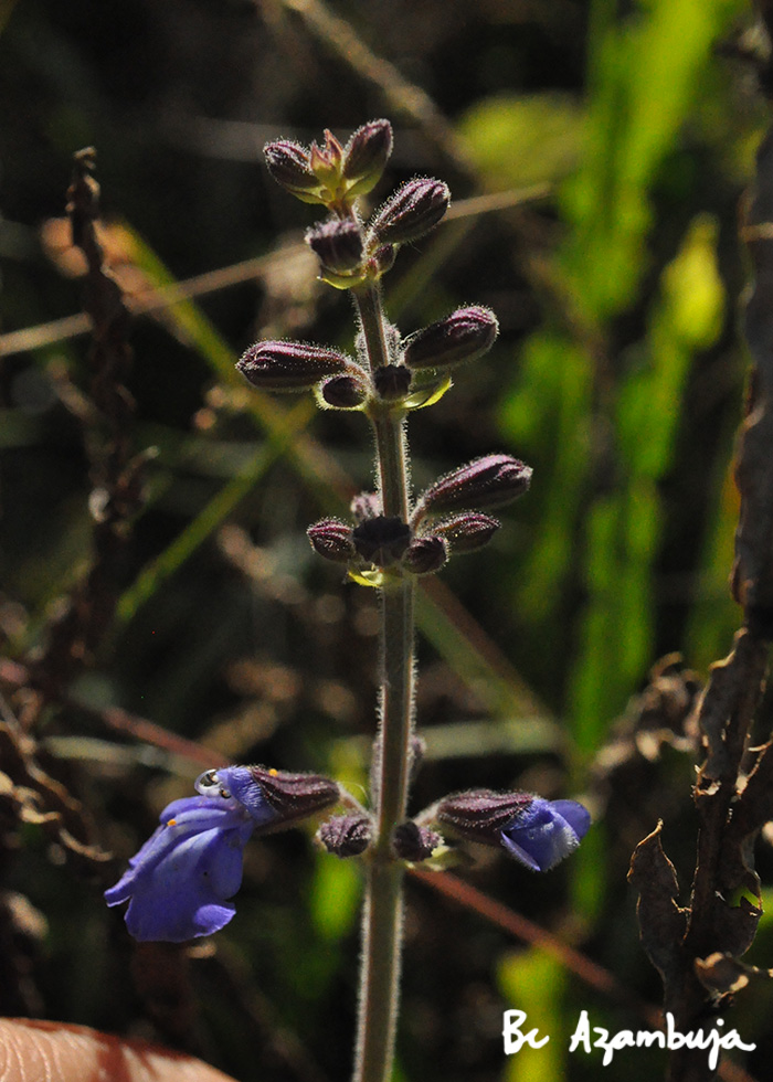 Salvia procurrens