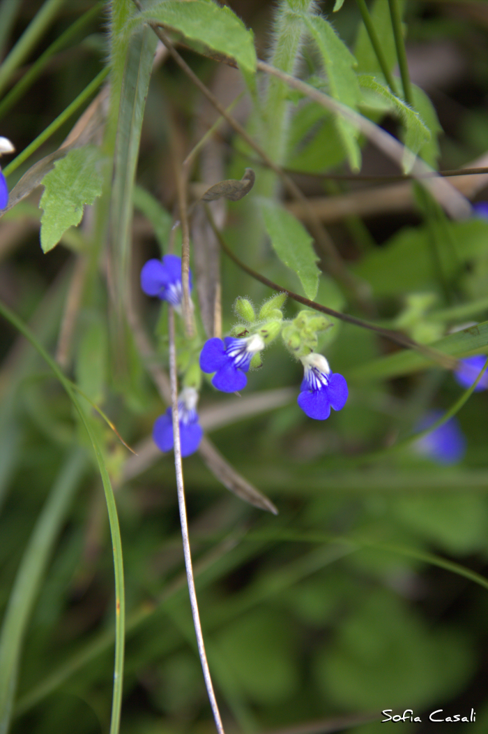 Salvia procurrens