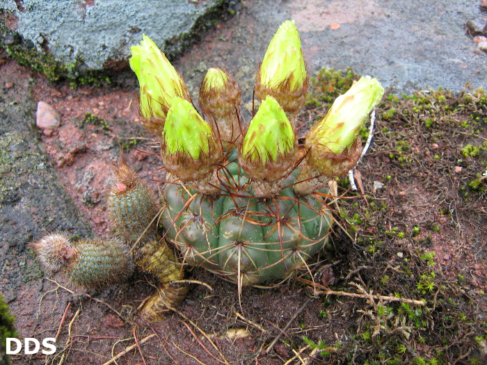 Parodia crassigibba