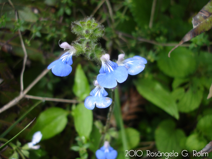 Salvia procurrens