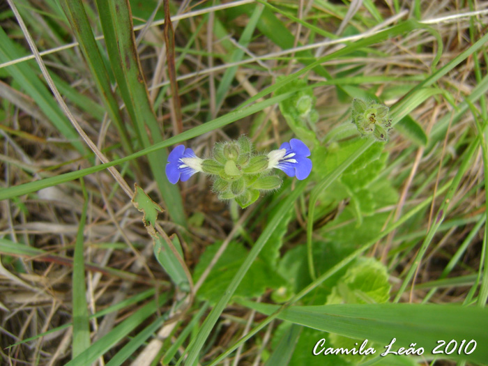 Salvia procurrens