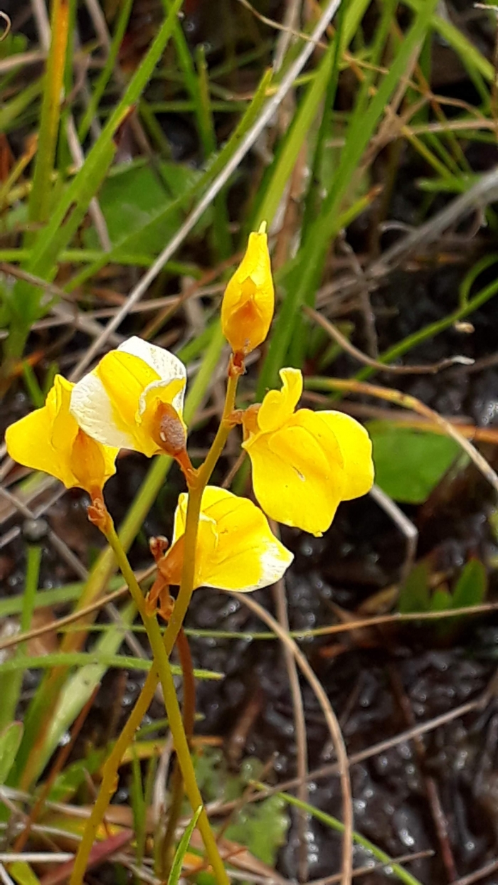 Utricularia subulata